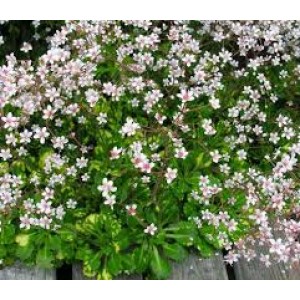 Камнеломка теневая "Вариегата"
